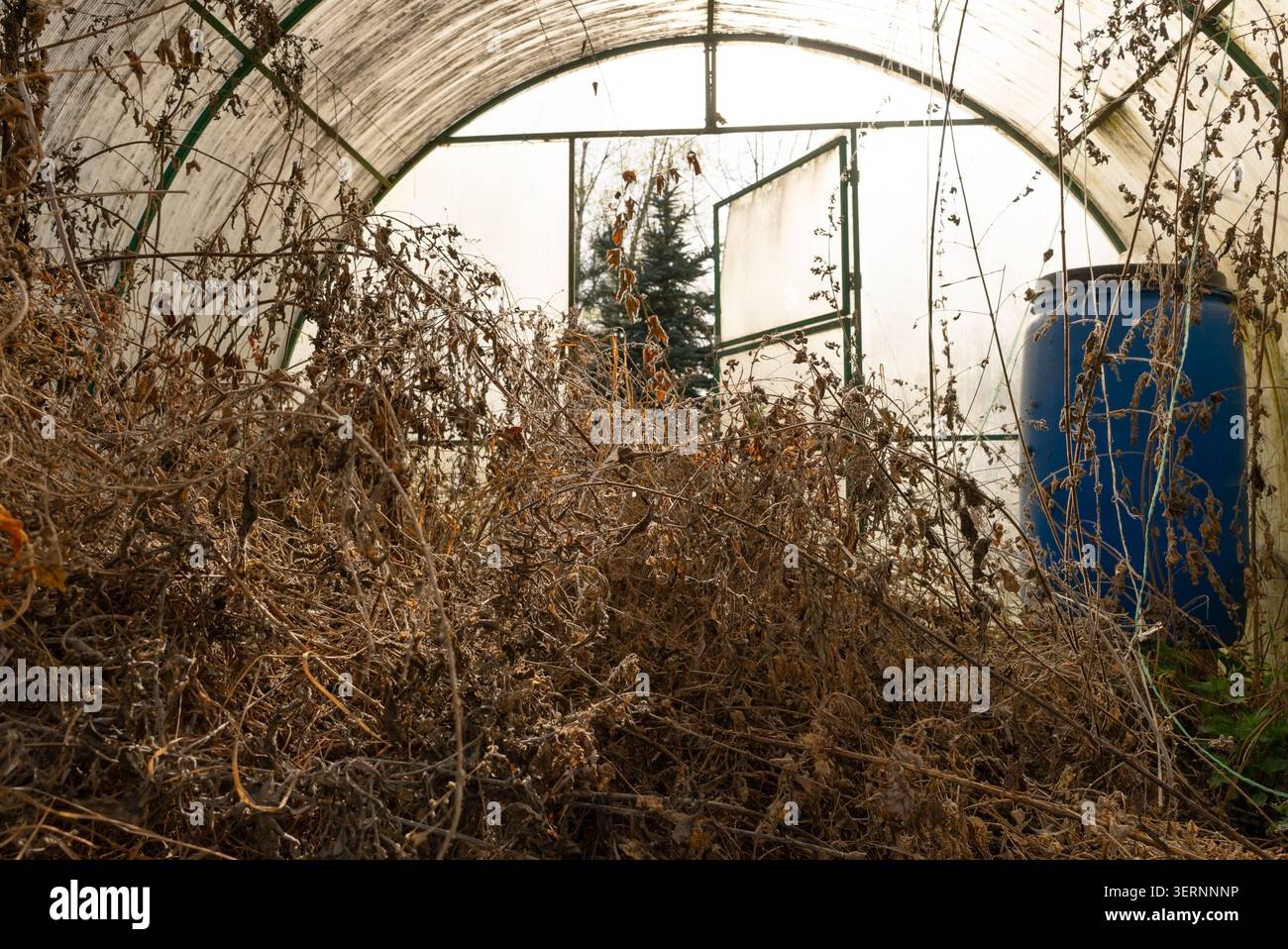Una serra abbandonata con finestre rotte e una struttura in metallo arrugginito ricoperta di vegetazione. Il vetro incrinato e il metallo corroso rivelano anni di decadimento. Questa casa di vetro abbandonata trasuda un desolato Foto Stock