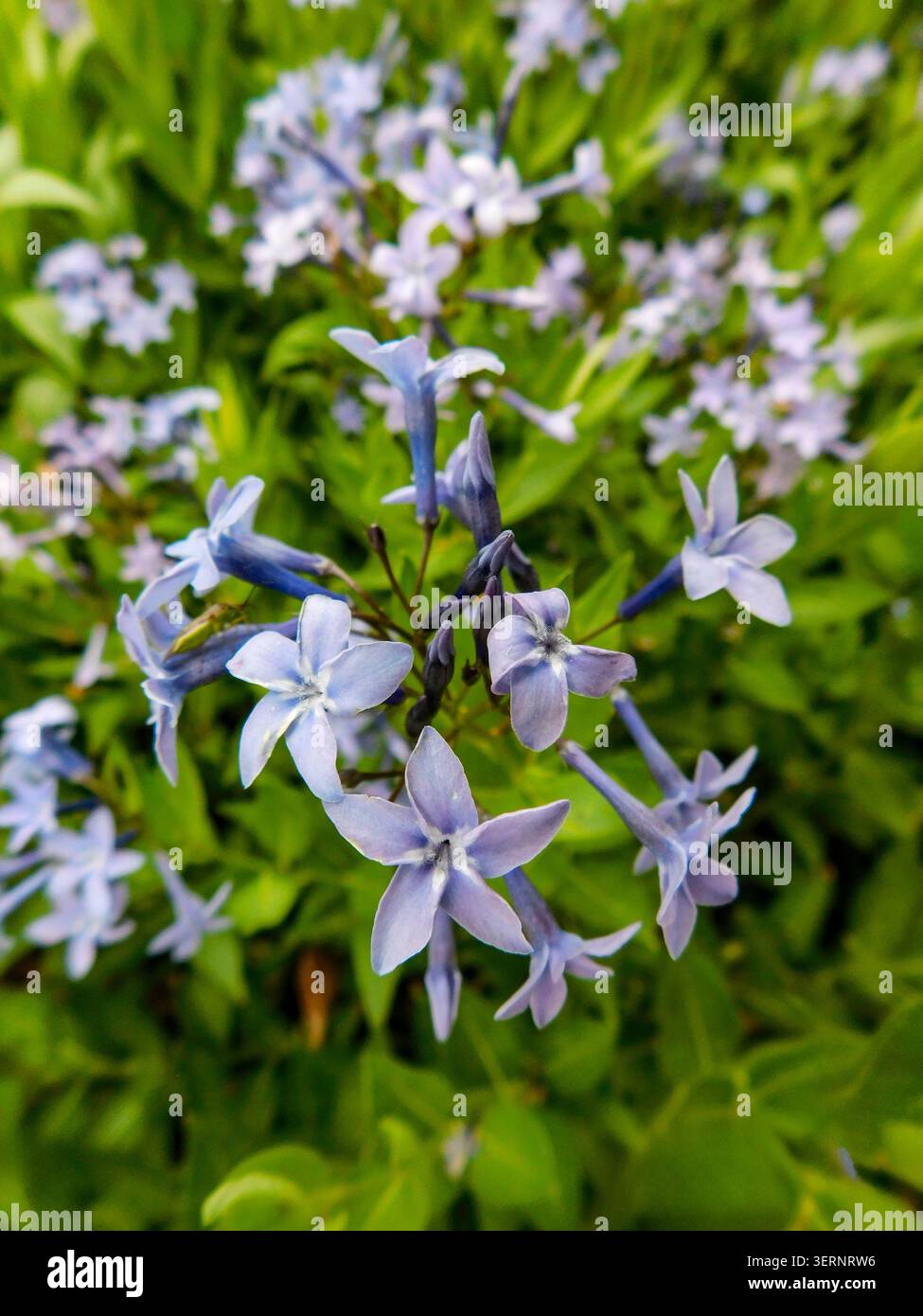 Ritratto naturale in primo piano di una pianta in fiore della deliziosa Amsonia 'Blue Ice', bluestar 'Blue Ice' nel sole amabile dell'inizio dell'estate. in fiore, mozzafiato, Foto Stock