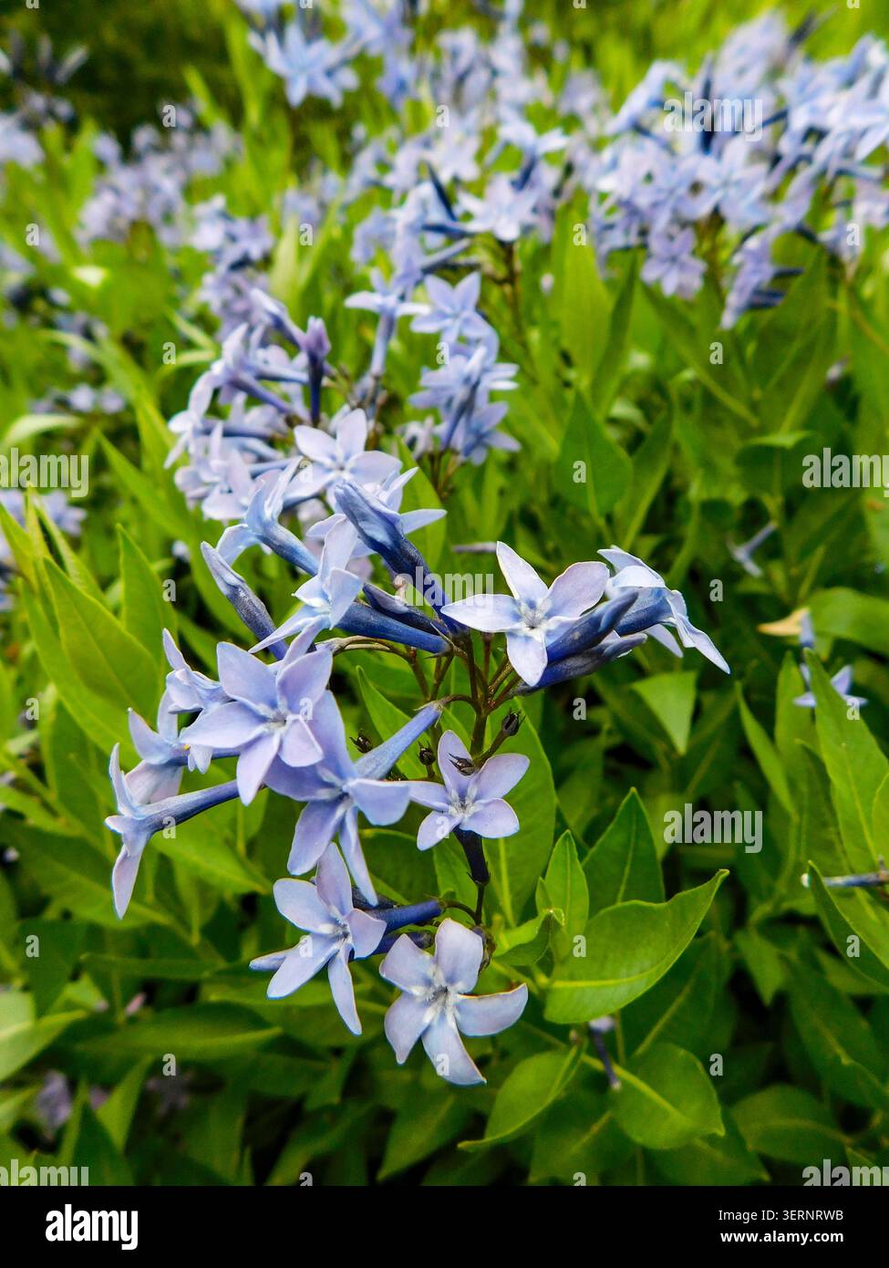 Ritratto naturale in primo piano di una pianta in fiore della deliziosa Amsonia 'Blue Ice', bluestar 'Blue Ice' nel sole amabile dell'inizio dell'estate. in fiore, mozzafiato, Foto Stock