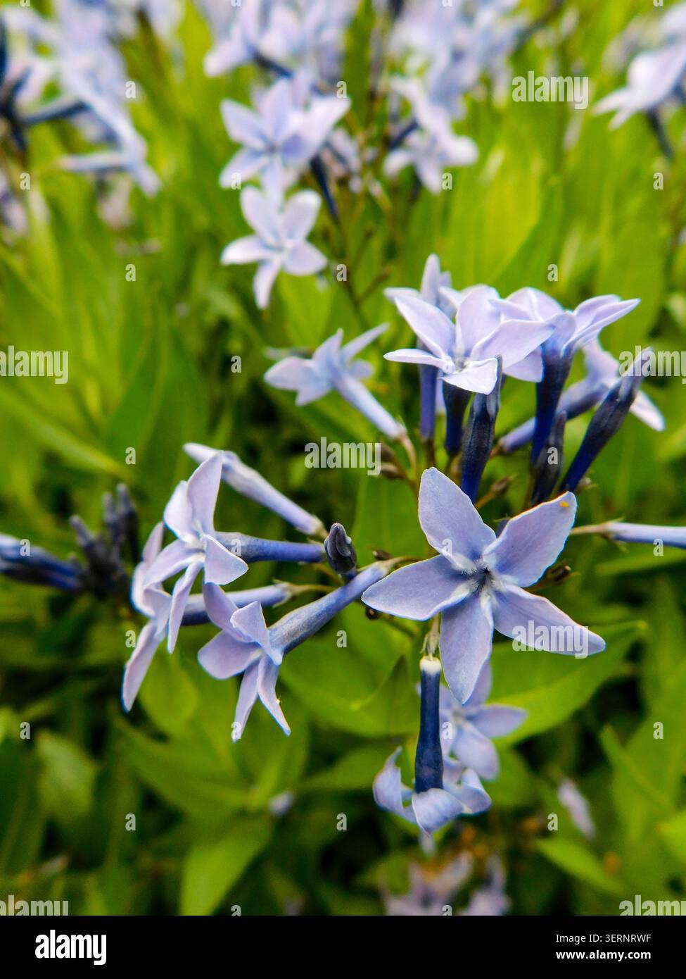 Ritratto naturale in primo piano di una pianta in fiore della deliziosa Amsonia 'Blue Ice', bluestar 'Blue Ice' nel sole amabile dell'inizio dell'estate. in fiore, mozzafiato, Foto Stock