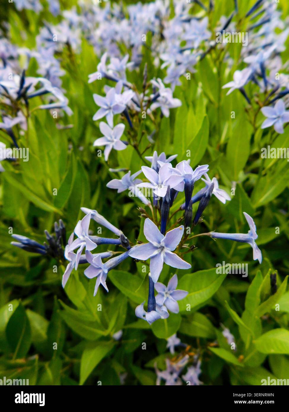 Ritratto naturale in primo piano di una pianta in fiore della deliziosa Amsonia 'Blue Ice', bluestar 'Blue Ice' nel sole amabile dell'inizio dell'estate. in fiore, mozzafiato, Foto Stock