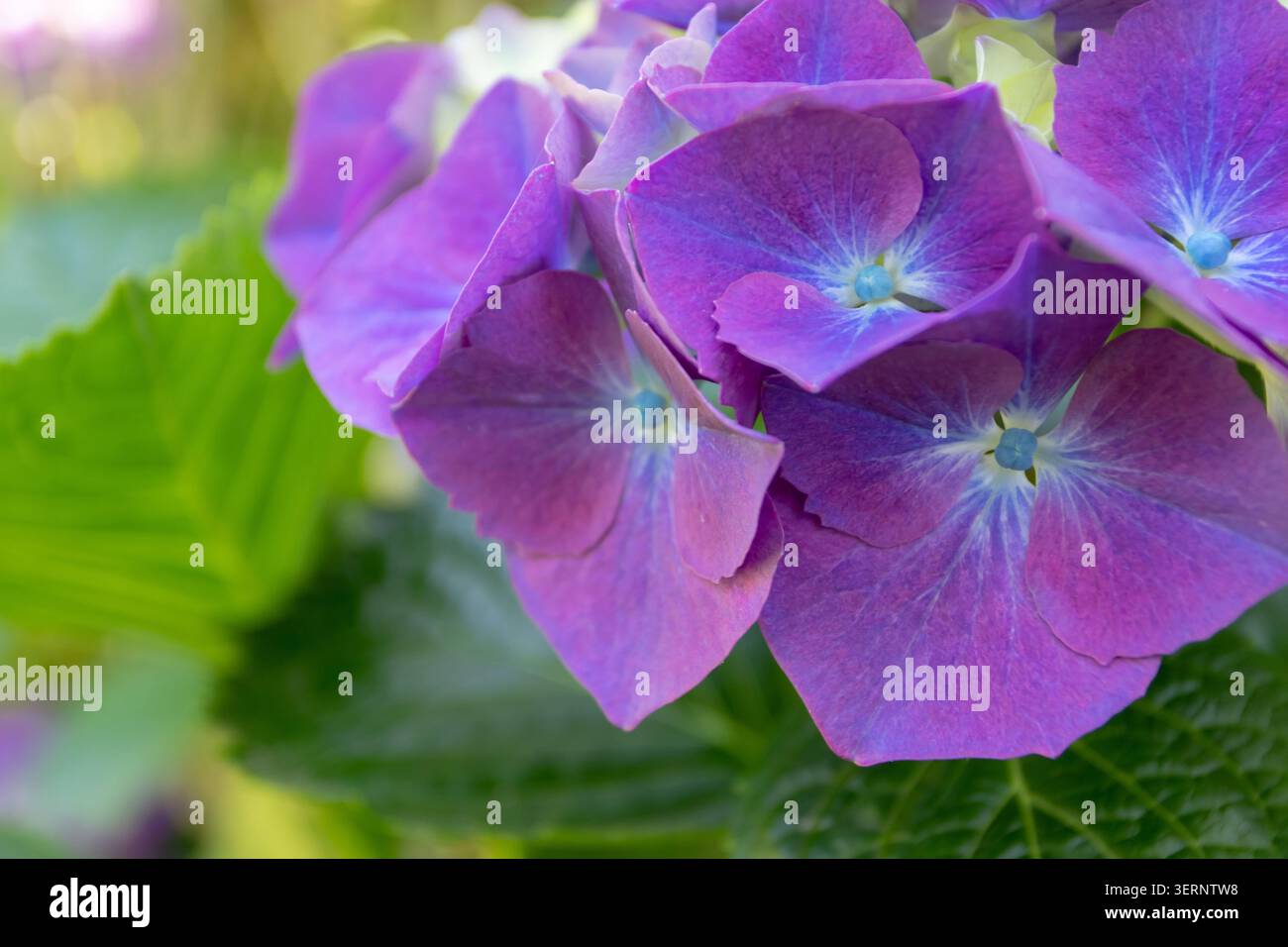 Vista macro dei fiori di ortensia con petali appuntiti che mescolano tonalità viola, blu e crema. Sfondo verde brillante con spazio di copia e messa a fuoco selettiva Foto Stock