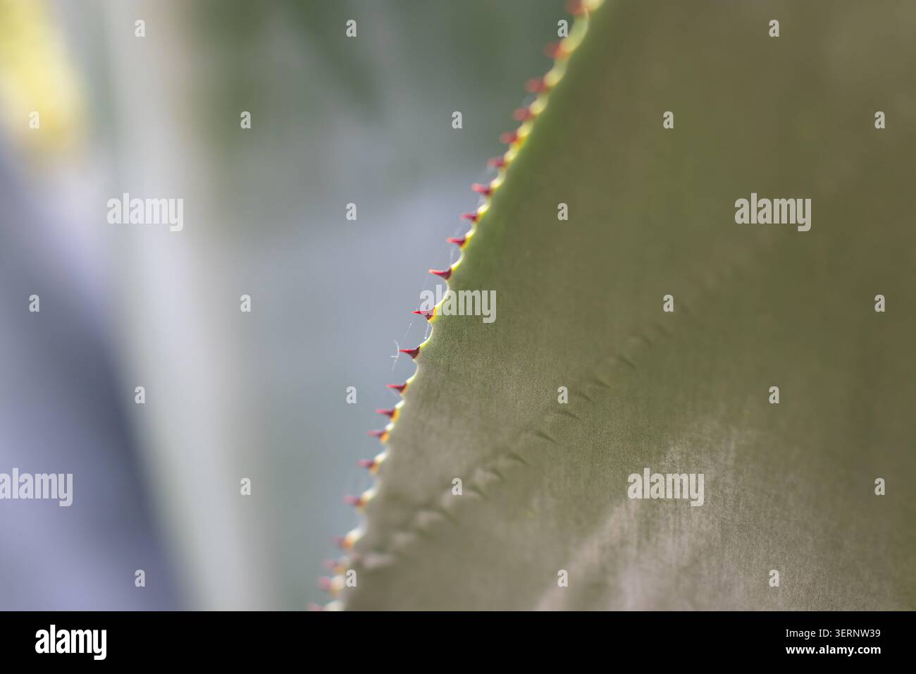 Primo piano di foglie di agave con un bordo curvo a fuoco. Spine rosse, seta ragno delicata e texture lineari contrastano il verde caldo, la terra e l'ottanio Foto Stock