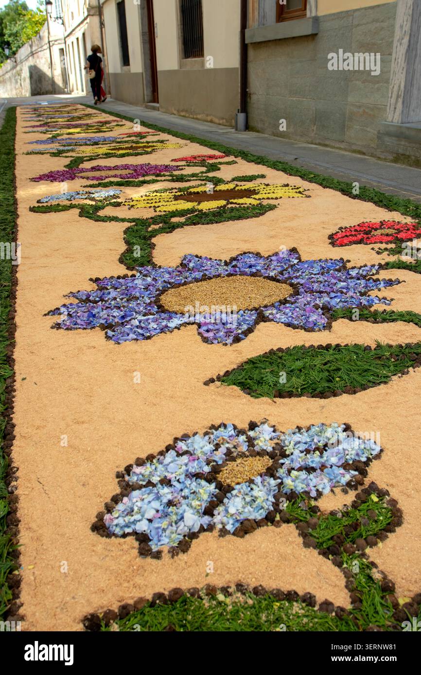 CASTROPOL, SPAGNA - 7 GIUGNO 2026: Tappeto floreale di petali, rami di tuja, semi e materiali naturali che si estendono lungo una stradina stretta durante il Cor Foto Stock