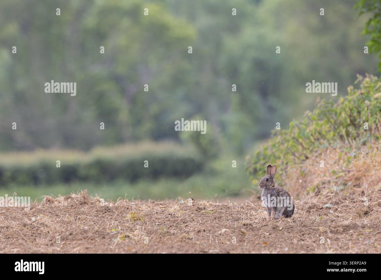 Coniglio selvatico [ Oryctolagus cuniculus ] seduto sul bordo di un campo, Somerset, Regno Unito Foto Stock