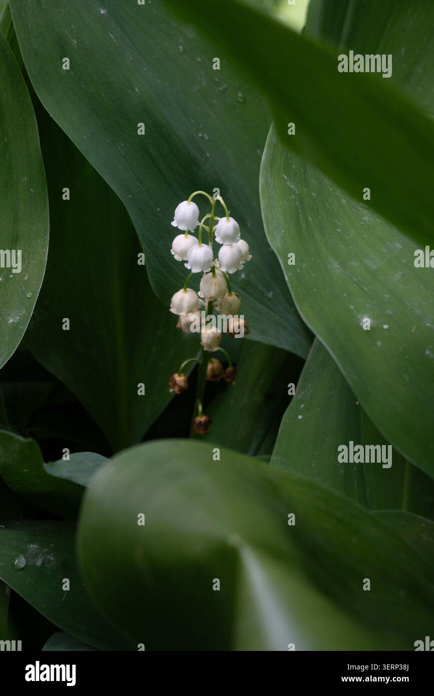 Macro verticale di un giglio fiorente della valle con campane bianche e grandi foglie verdi. Ideale per sfondi mobili e confezioni di cosmetici ecocompatibili Foto Stock