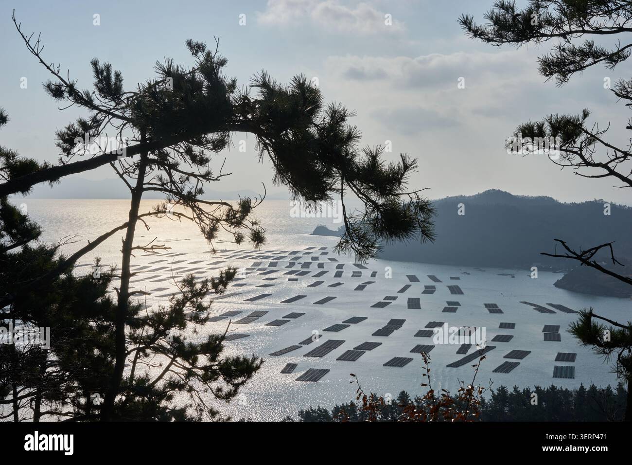Sito di acquacoltura marina della Corea del Sud. Le penne galleggianti di pesce riposano su acque scintillanti incorniciate da rami di pino scuro e montagne lontane. Foto Stock