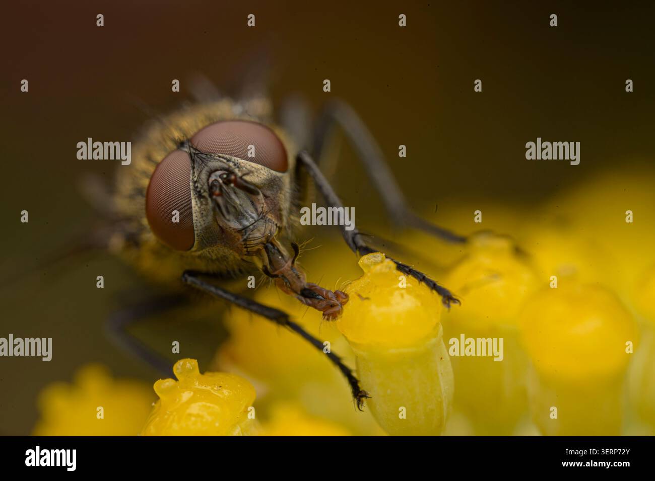 Primo piano estremo di una mosca che si nutre di un fiore giallo Foto Stock