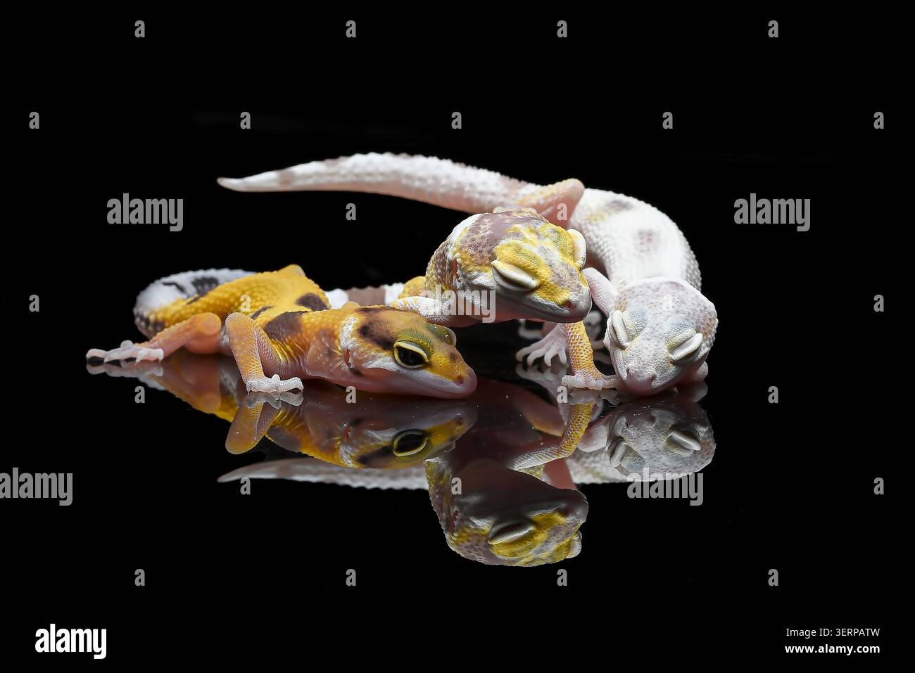 ritratto di gechi leopardati su sfondo nero Foto Stock