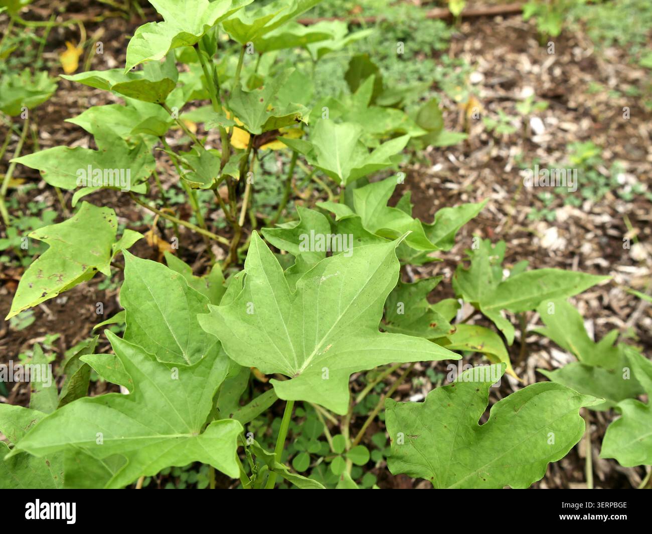 coltivazione e piantagione di patate dolci con fogliame verde e terreno. Ipomea batatas Foto Stock