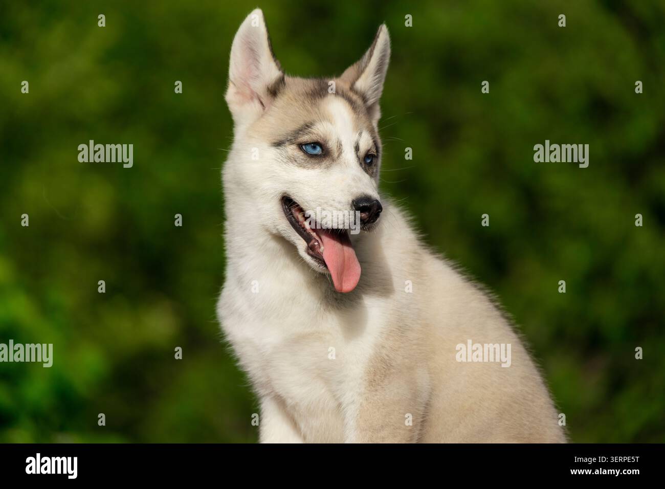 Bellissimo cucciolo Siberian Husky con occhi blu sorridenti al ritratto della fotocamera Foto Stock