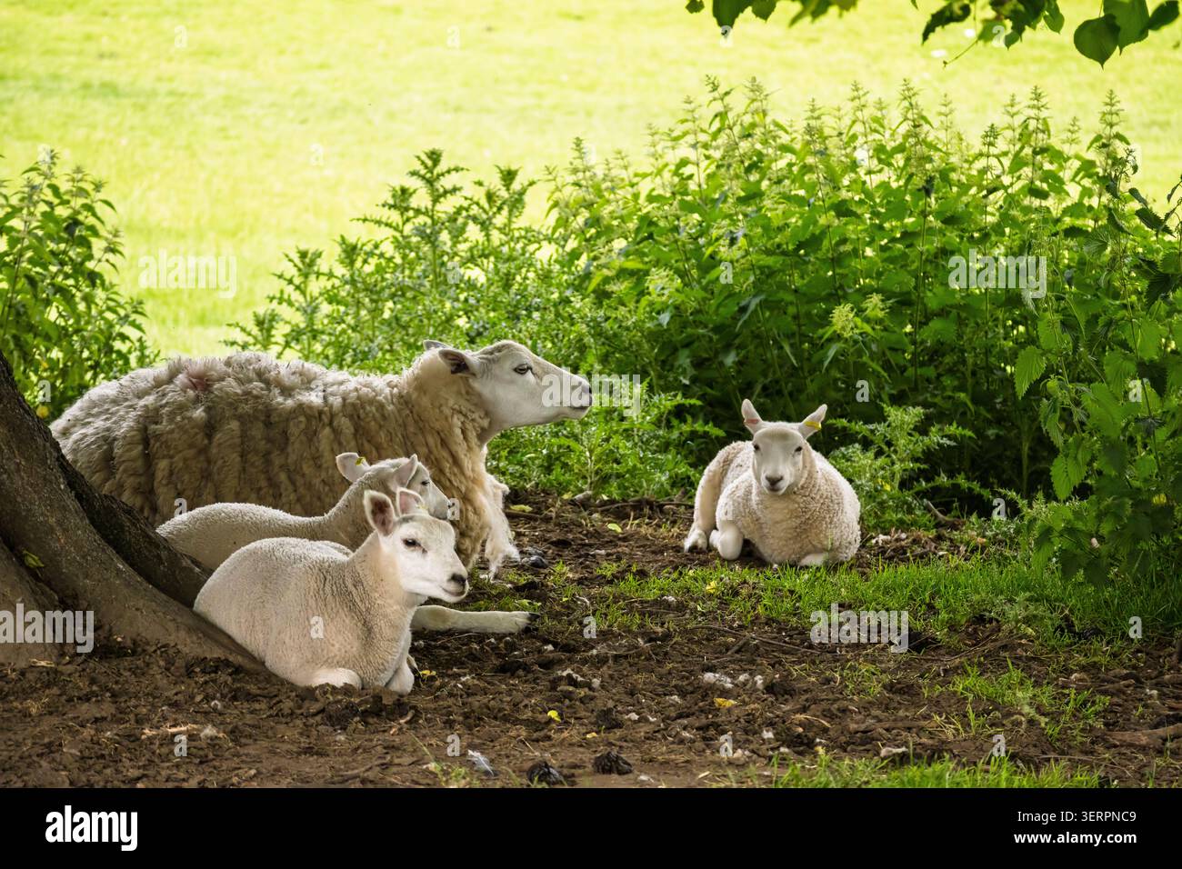 Famiglia di pecore, madre e tre agnelli che riposano sotto un albero. Foto Stock