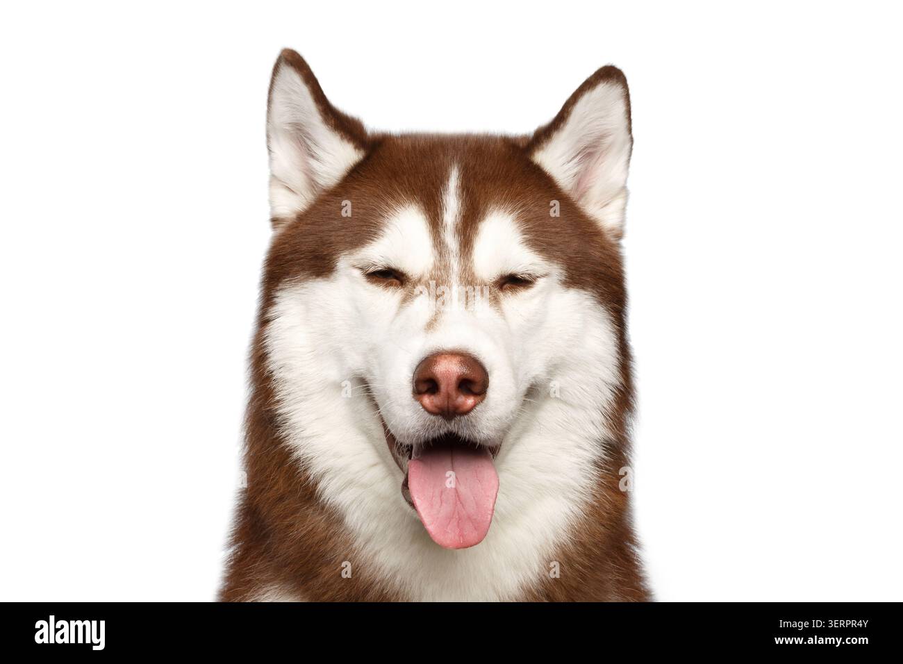 Divertente Ritratto di marrone cane Husky Siberiano, con occhi chiusi su sfondo bianco Foto Stock
