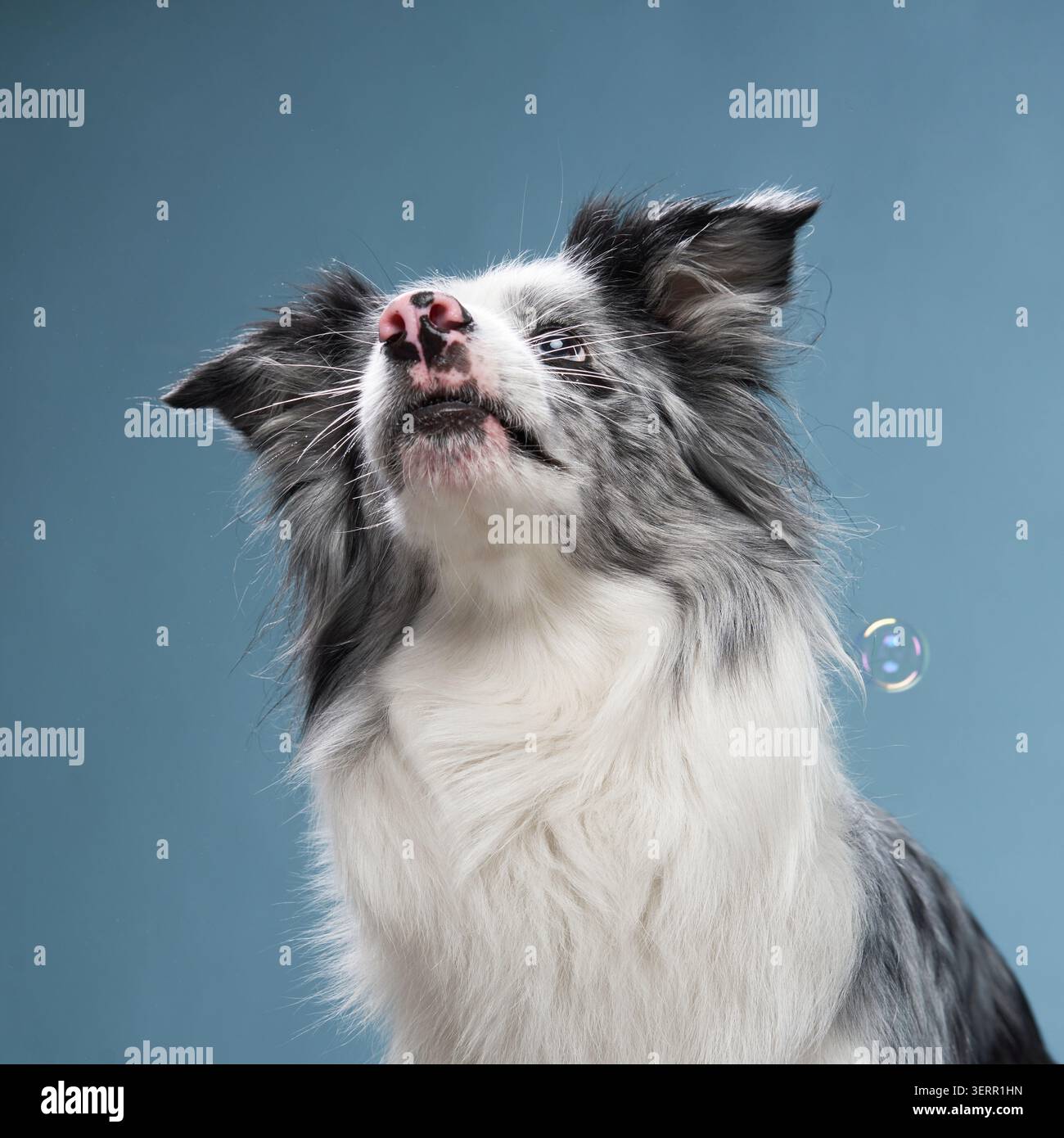 Un collie di confine è fermo, guardando verso l'alto curiosamente con uno sguardo attento ed espressivo. Foto Stock