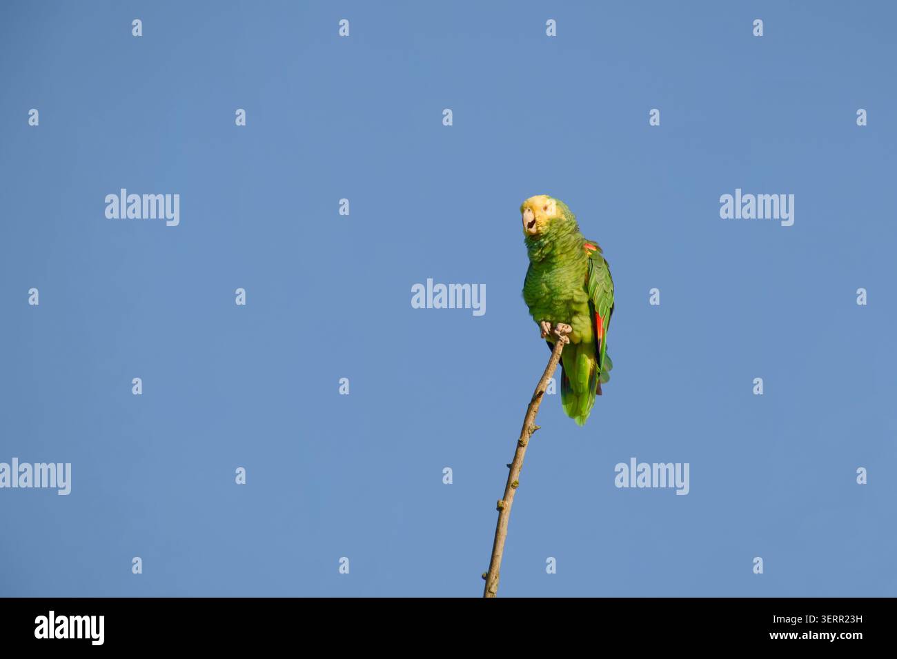 amazzonia dalla testa gialla appollaiata sulla punta di un ramo sottile con il becco leggermente aperto contro un cielo azzurro Foto Stock