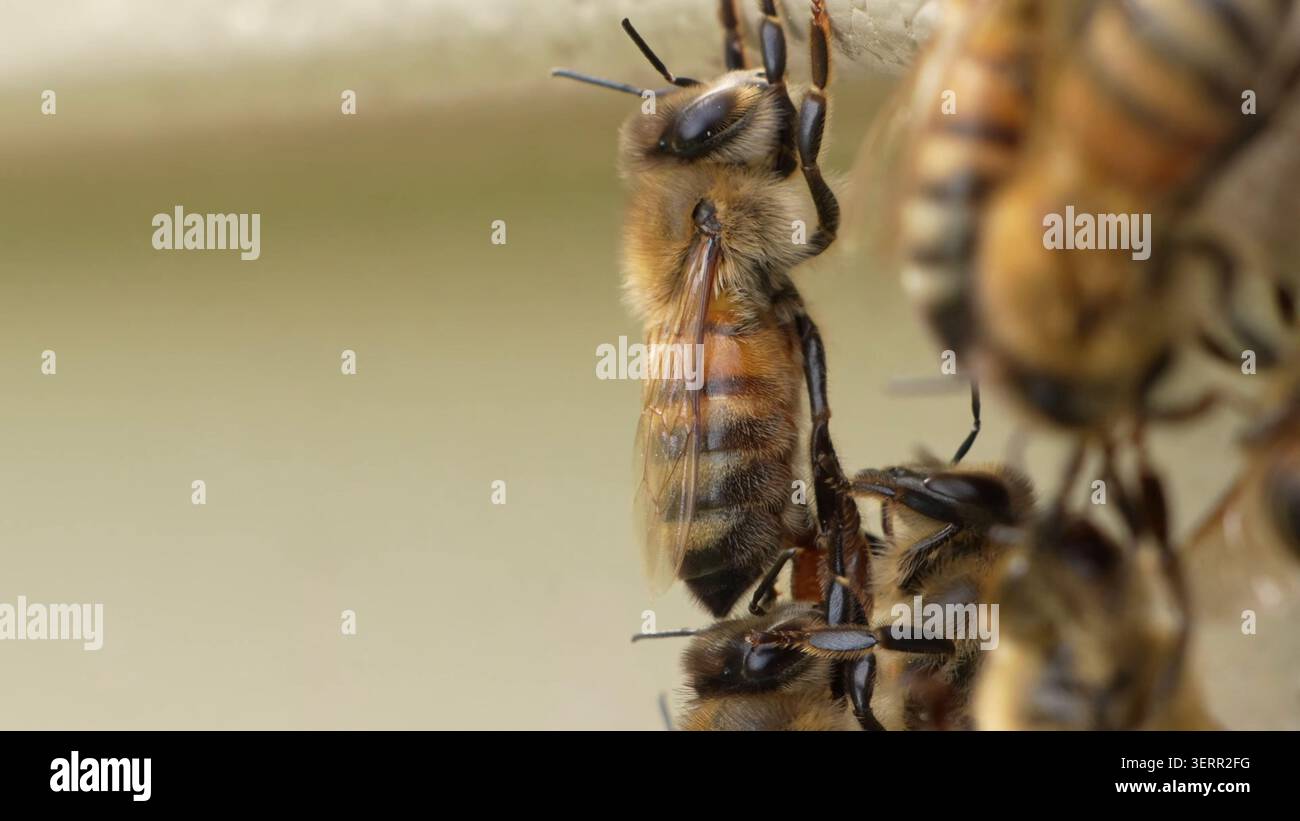 Macro shot di una singola ape da miele con polline su una superficie di alveare di legno — sfondo commerciale apicoltura Foto Stock