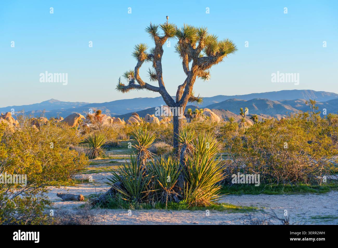 La luce del sole della sera dorata bagna un aspro paesaggio desertico caratterizzato da un maestoso albero di Giosuè circondato da piccole piante di yucca, colline rocciose e lontane Foto Stock