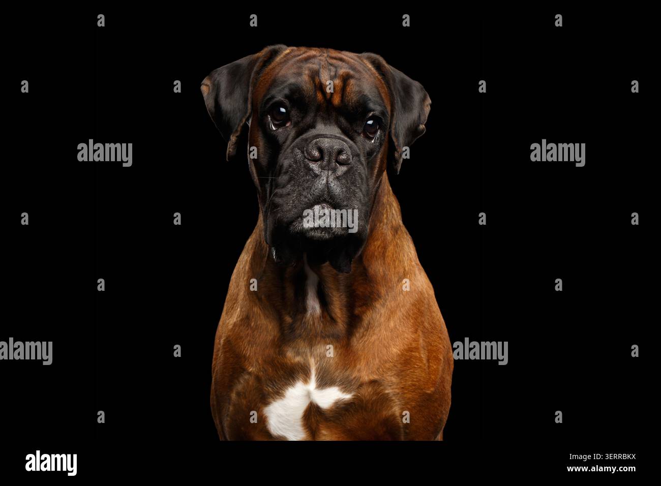 Primo piano Ritratto di Boxer cane purebred con pelliccia marrone isolata Su sfondo nero Foto Stock