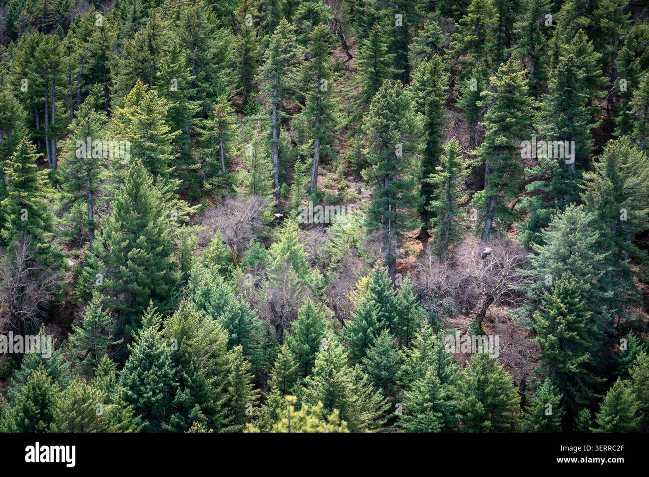 Densa foresta di conifere dell'Himalaya sull'Annapurna Circuit che copre i pendii montuosi dell'Himalaya nepalese Foto Stock