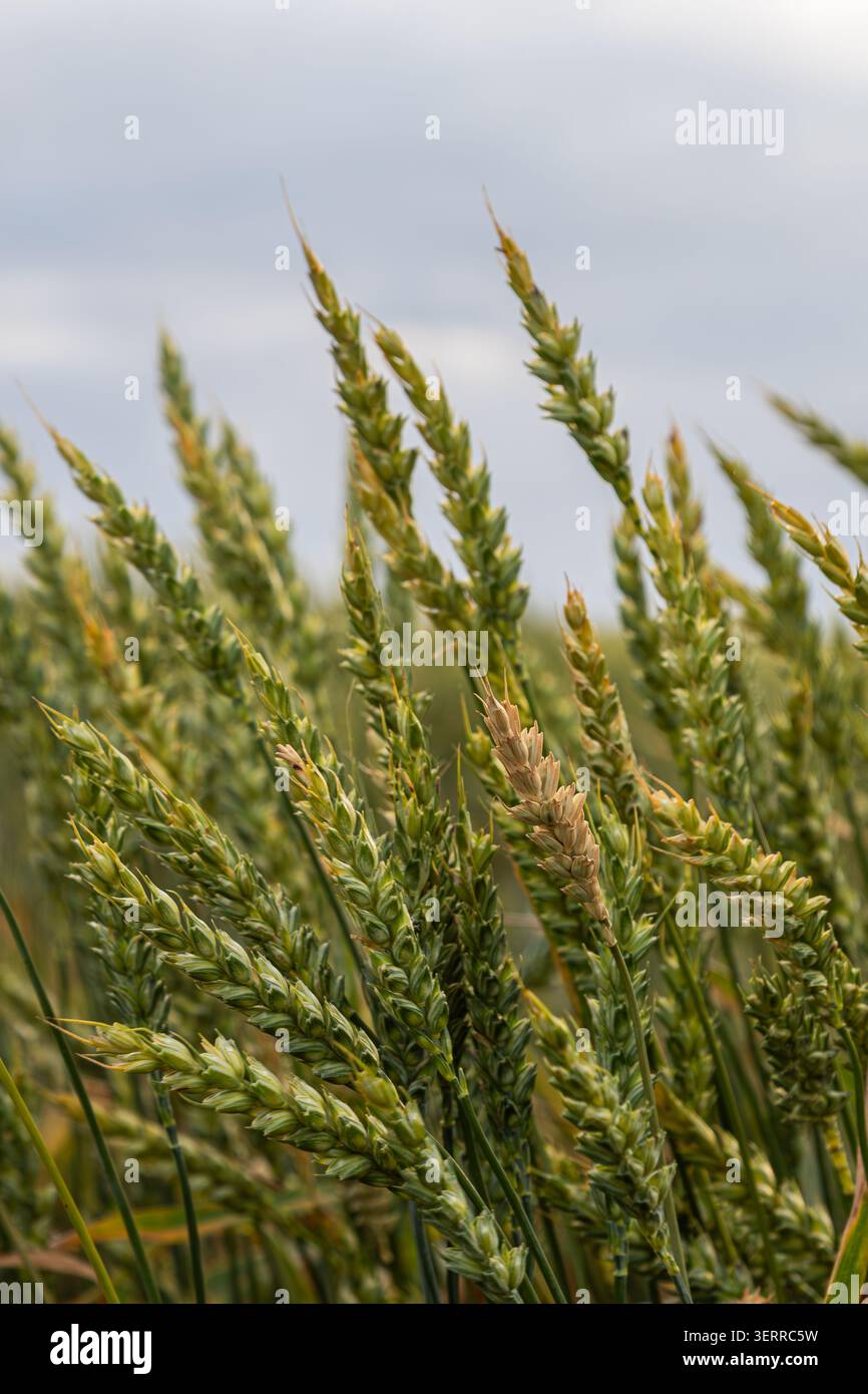 Le file di grano sono alte e vivaci e le loro teste dorate oscillano dolcemente in brezza mentre il cielo sfoggia una sottile tonalità grigia sopra il paesaggio. Foto Stock