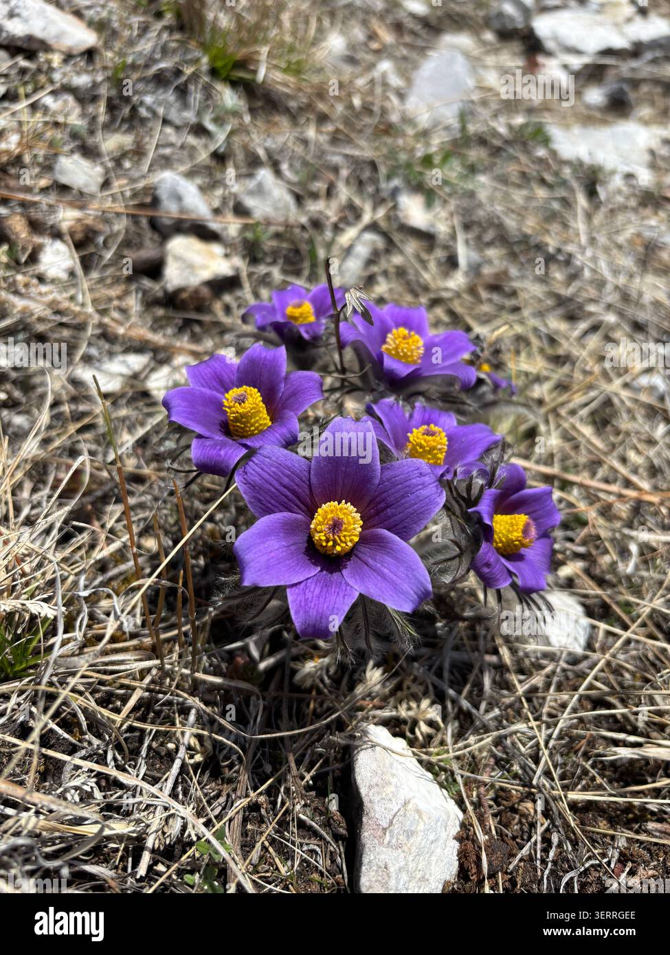 Primo piano di fiori pasque viola selvatici (Pulsatilla vulgaris) che fioriscono su terreni sassosi all'inizio della primavera, fotografia di fiori selvatici. - Immagine stock catturata con smartphone