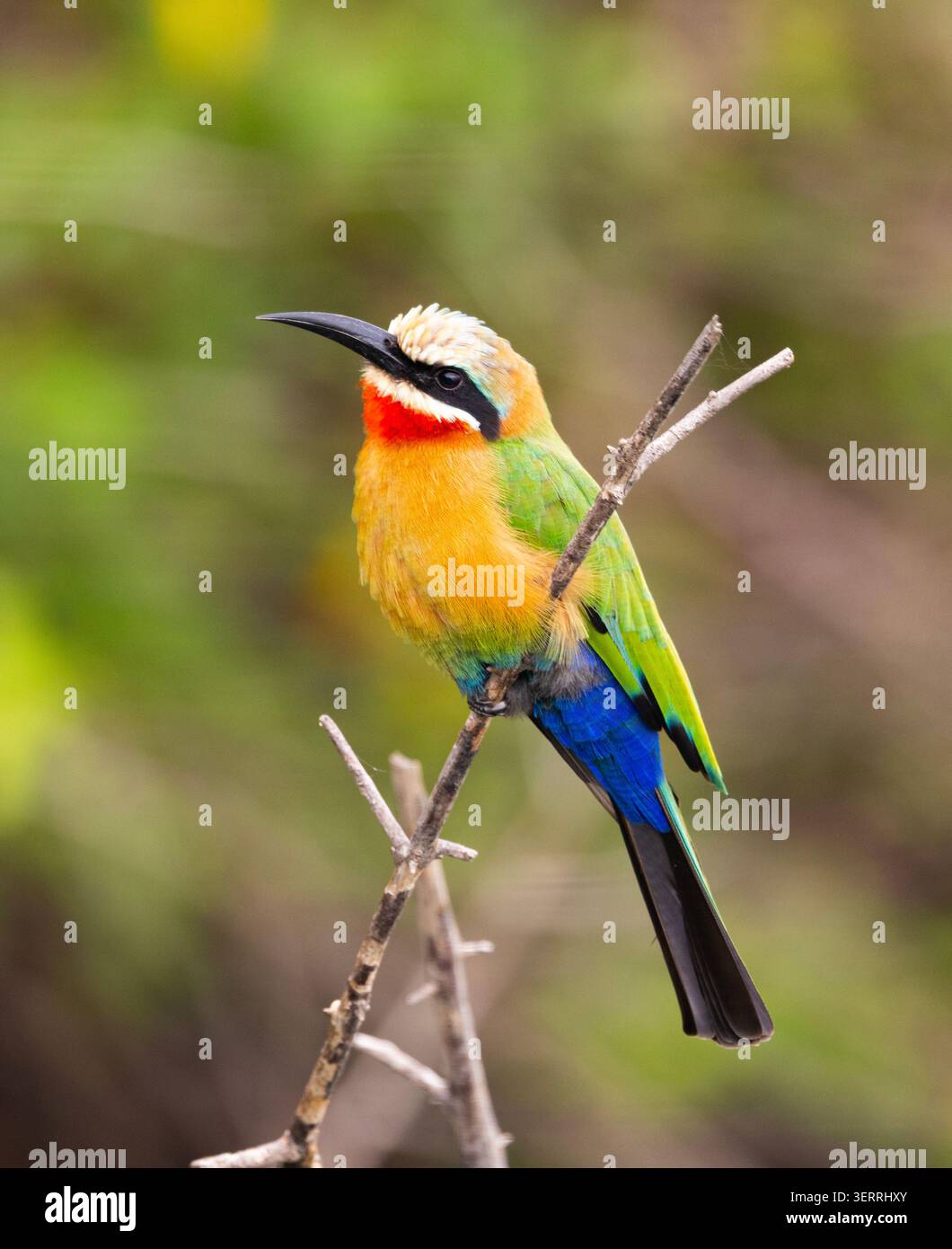 Il Mangiatore di api dalla fronte bianca è un uccello comune lungo il fiume Rufiji. Sono altamente gregari e nidificano in grandi e rumorose colonie Foto Stock