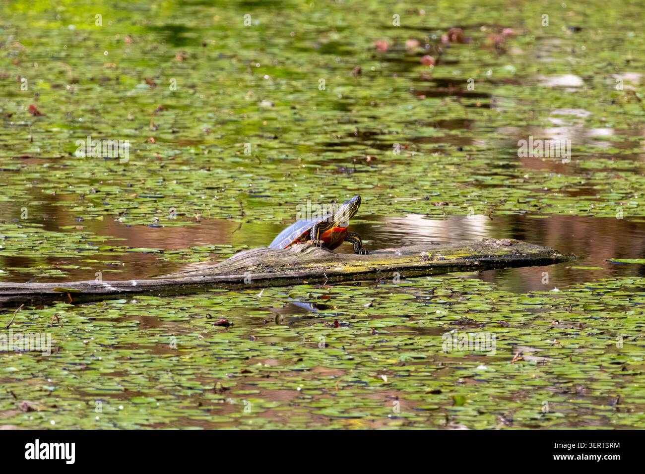 Tartaruga dipinta occidentale che si crogiola su un tronco in una palude al Minnekhada Regional Park Coquitlam, British Columbia Canada Foto Stock