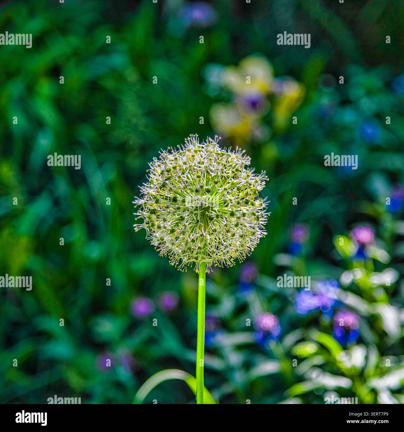 Tarassaco - ritagliato quadrato Foto Stock