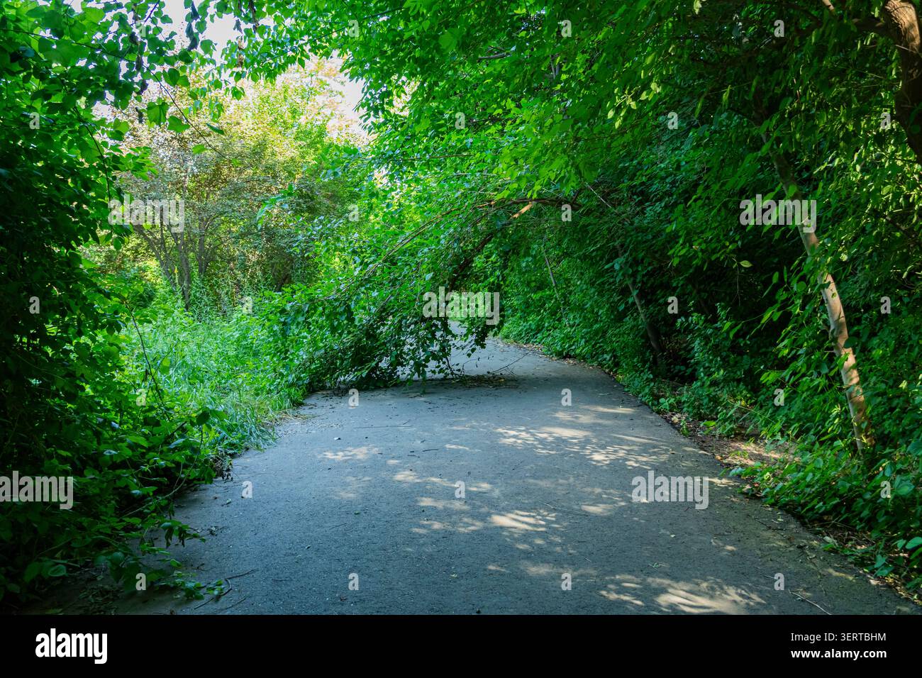Grande albero caduto che blocca una strada stretta circondata da una fitta vegetazione verde. Ostacolo naturale su un sentiero forestale, interruzione dei trasporti e disagi Foto Stock