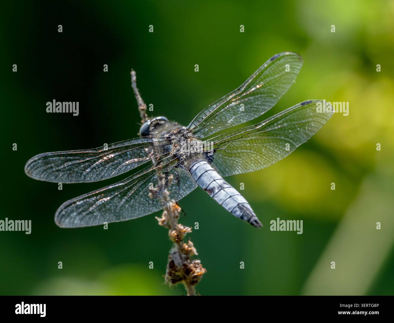 Libellula cacciatrice rara (Libellula fulva) appollaiata su uno stelo di pianta Foto Stock