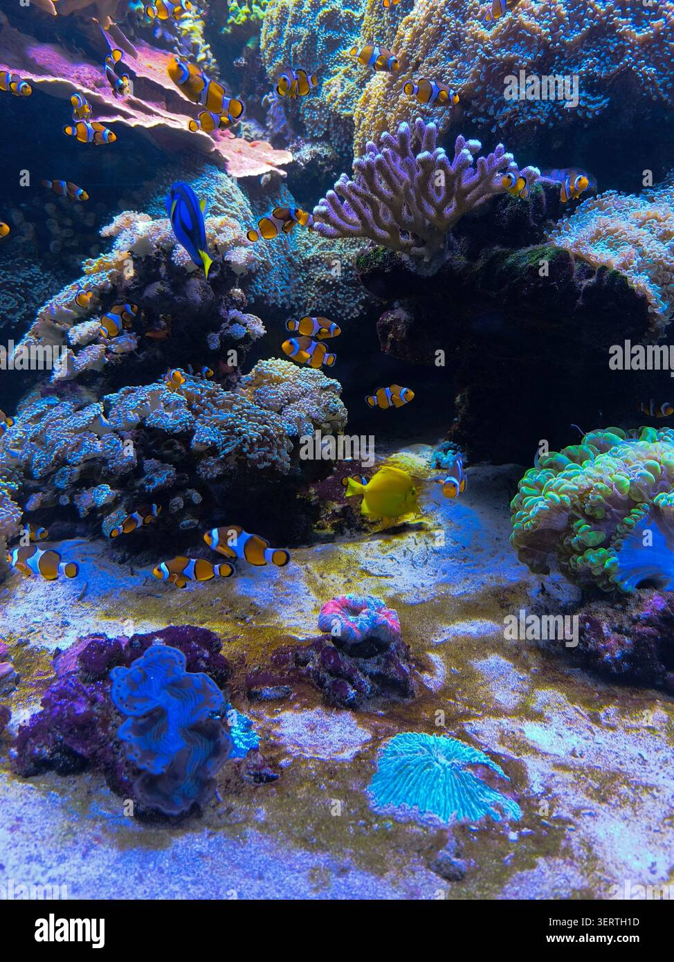 Una vista dinamica di un acquario di acqua salata pieno di una variegata varietà di vita marina, tra cui numerosi pesci pagliaccio, una tang blu, una tang gialla e un colorante Foto Stock