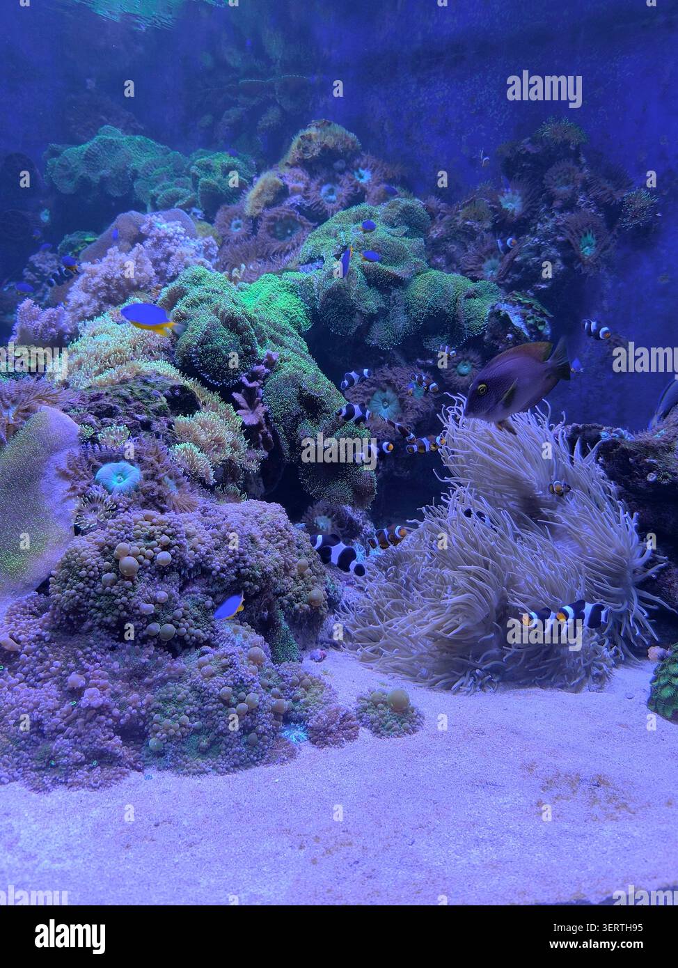 Un vivace acquario di acqua salata mostra numerosi pesci pagliaccio che nuotano tra vari coralli colorati, anemoni di mare e altre forme di vita marina su un fondale sabbioso Foto Stock