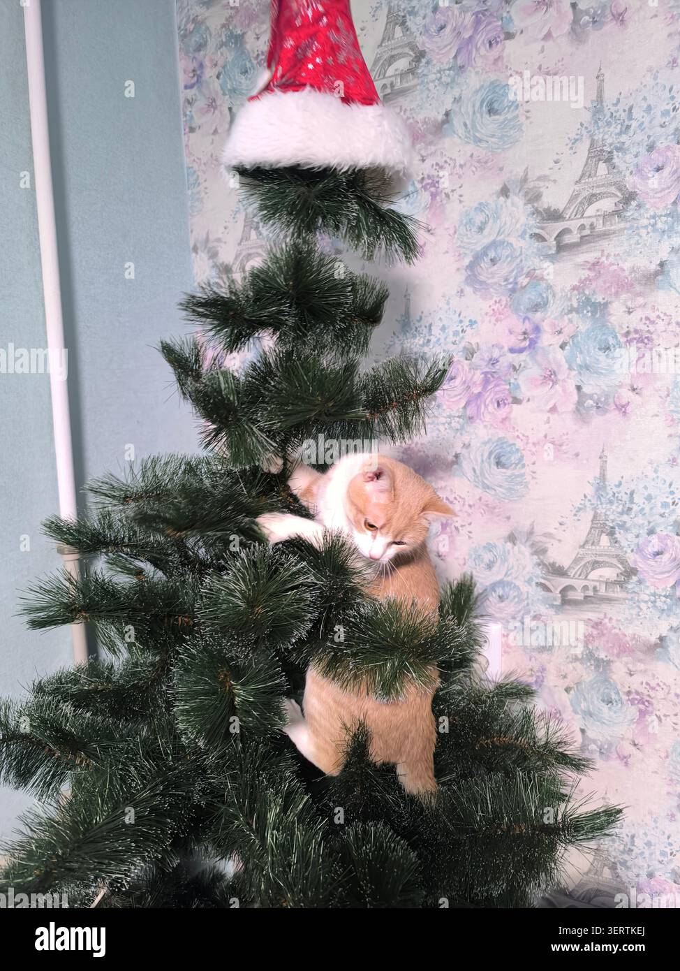 Un gatto dello zenzero arroccato giocosamente all'interno di un albero di Natale, con un cappello di Babbo Natale rosso posto sulla cima dell'albero. Foto Stock