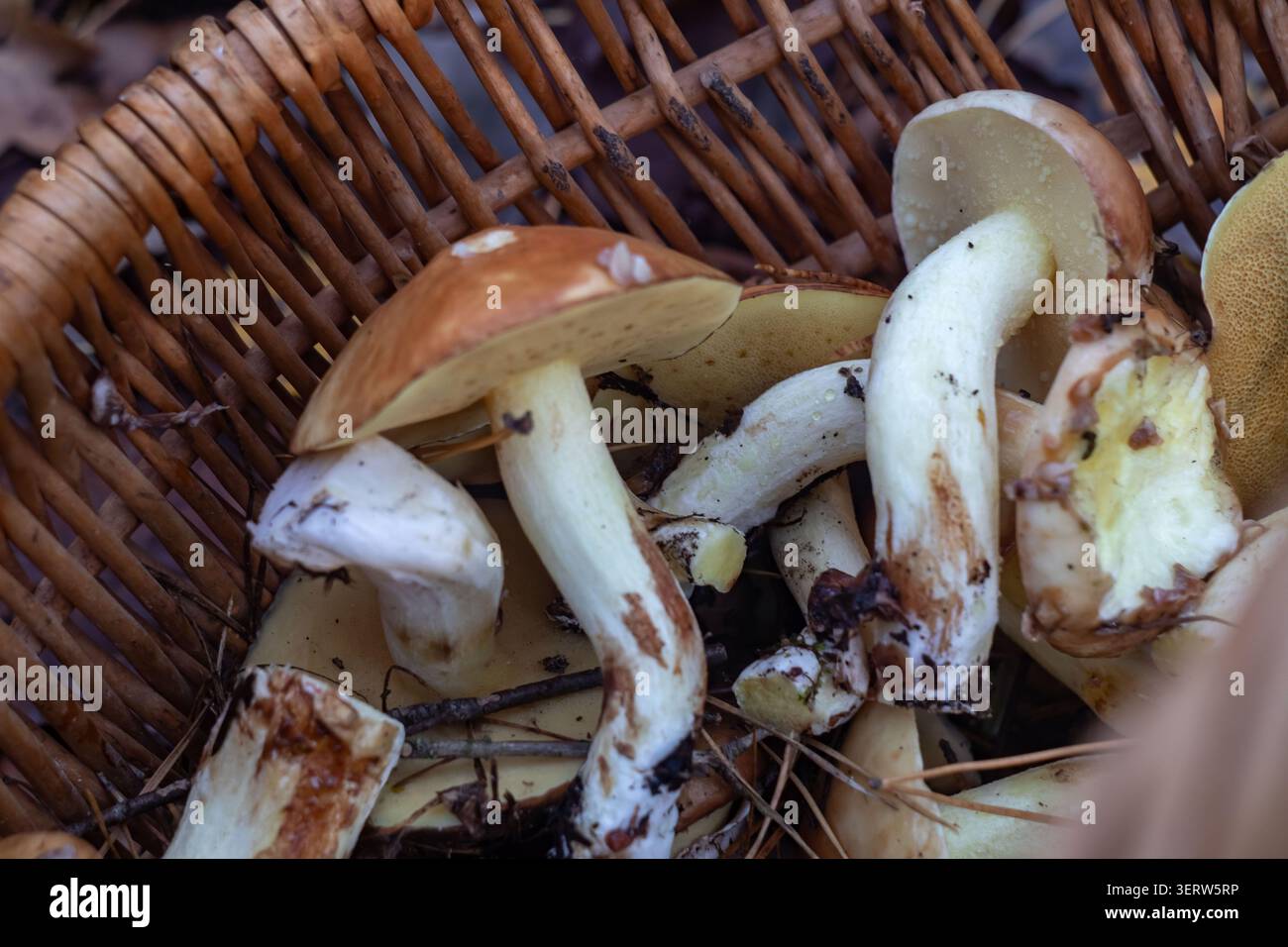 Funghi al burro appena raccolti, Suillus luteus, riempire il cestello di vimini con terreno ancora su steli. Cappucci adesivi marroni, steli spessi e sectio a croce Foto Stock