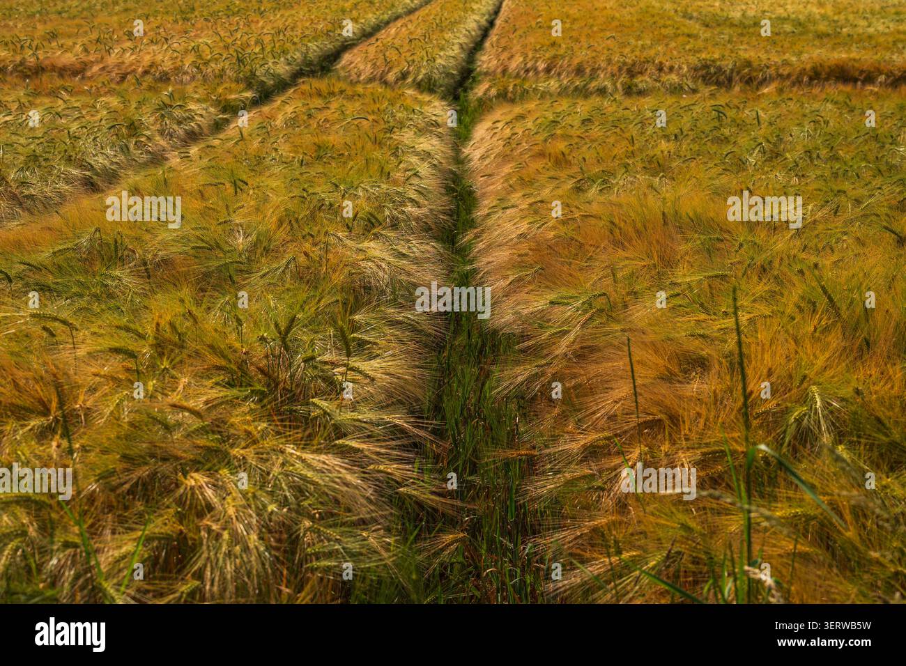 Campo di frumento con cingoli del trattore, campo di orzo dorato con solchi di pneumatici, paesaggio agricolo industriale, coltivazione di cereali e schema di coltivazione in Foto Stock