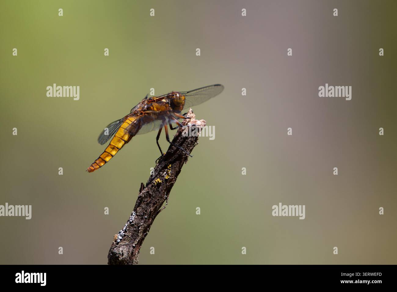 Libellula depressa, una libellula corposa, arroccata su un bastone in estate. Macro ritratto minimalista con uno sfondo di spazio soft copy. Foto Stock