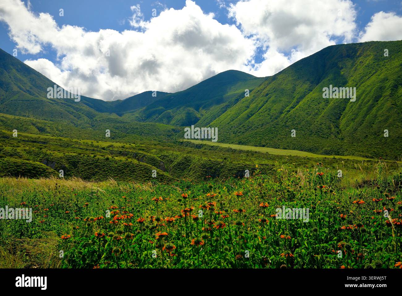 Campo dei fiori selvatici nella Valle delle Ande (Guayllabamba, Ecuador) Foto Stock