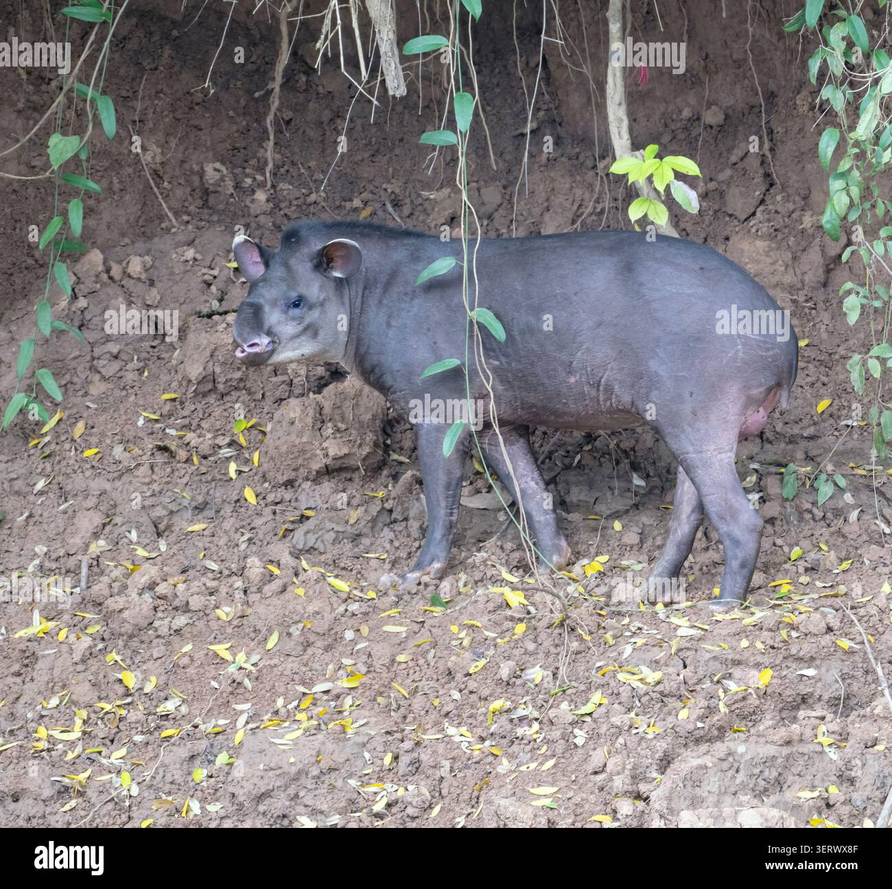 Tapir di pianura (Tapirus terrestris) che si nutrono di Clay Riverbank, Parco Nazionale di Manu, Perù Foto Stock