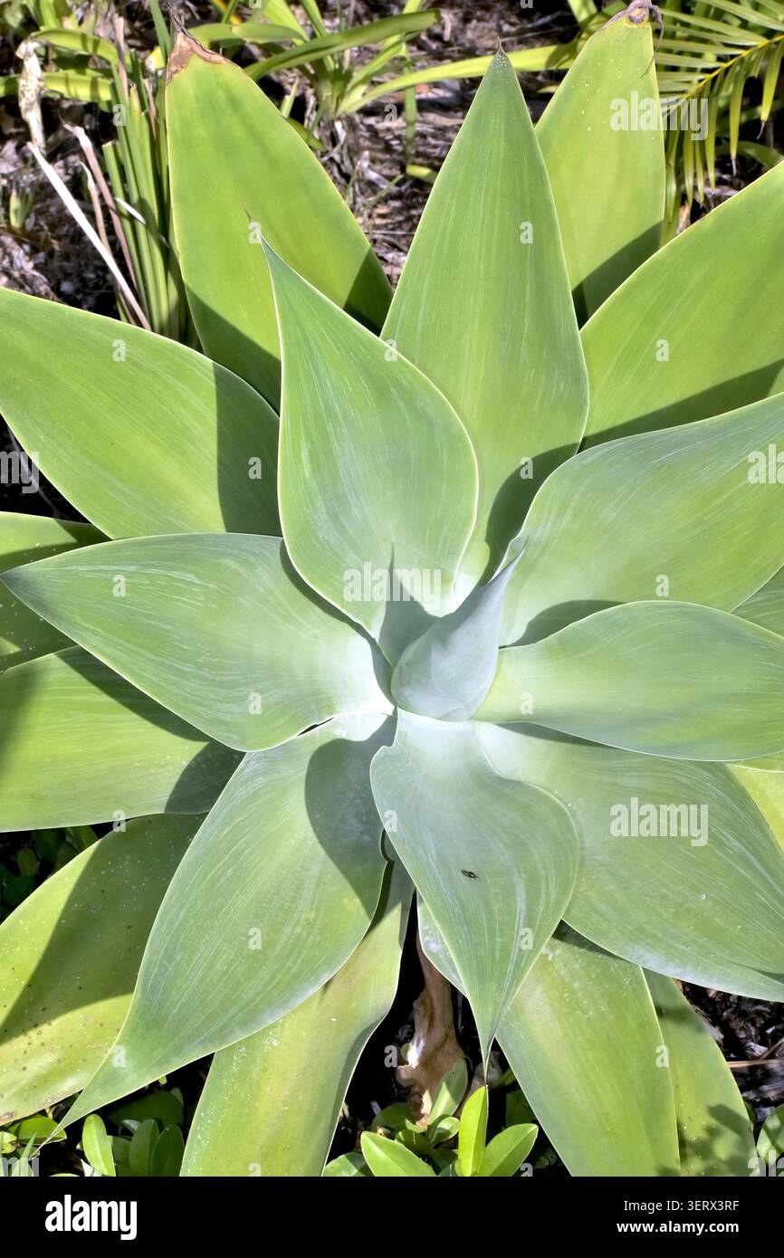 Una succulenta e liscia verde chiaro forma una rosetta simmetrica di foglie spesse appuntite, ciascuna delle quali cattura luce e ombra morbide che enfatizzano la pianta. Foto Stock