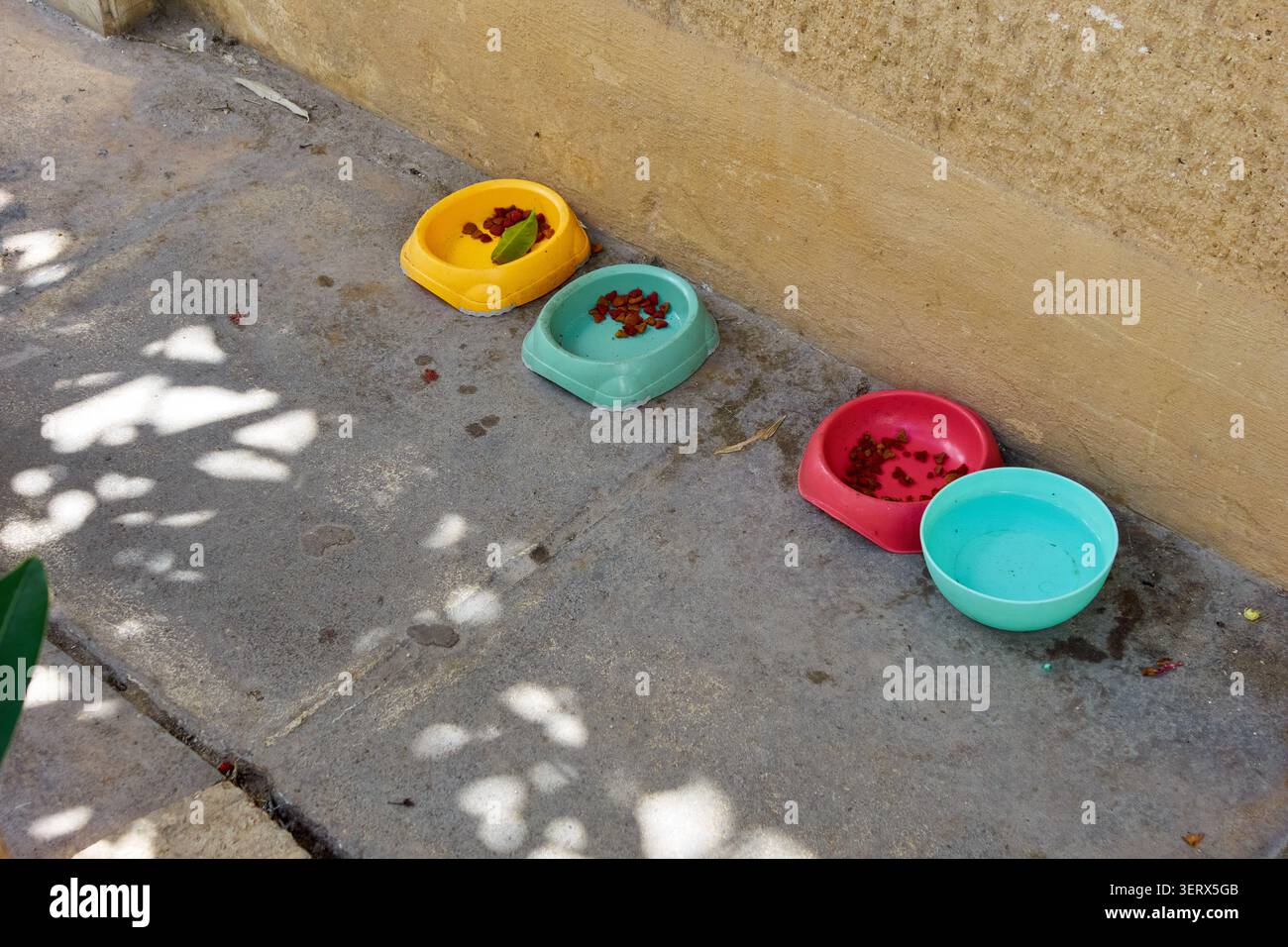 Vaschetta colorata per gatti randagi. Foto Stock