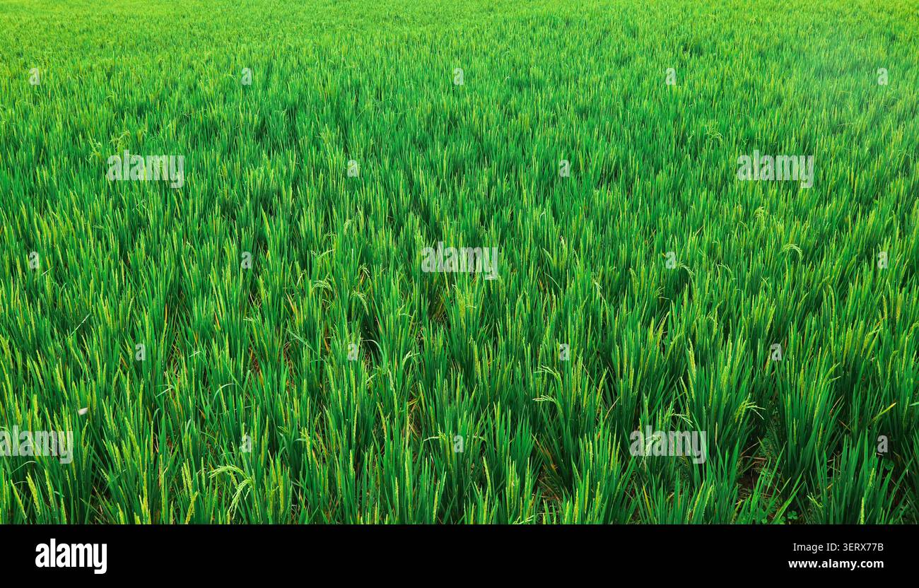 Campo di riso verde vicino a Ubud a Bali - Indonesia. Il riso è un alimento di base a Bali coltivato dagli agricoltori locali della zona. Foto Stock