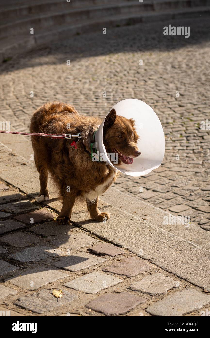 Un cane bruno con un cono intorno al collo cammina lungo un sentiero acciottolato. E' al guinzaglio e sembra che stia godendo la giornata fuori. Il sole splende Foto Stock