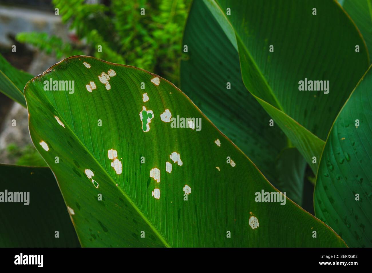 Grande foglia di canna elicoidale verde che mostra macchie bianche e piccoli fori danneggiati da insetti o malattie delle piante, circondata da altre foglie verdi. Foto Stock