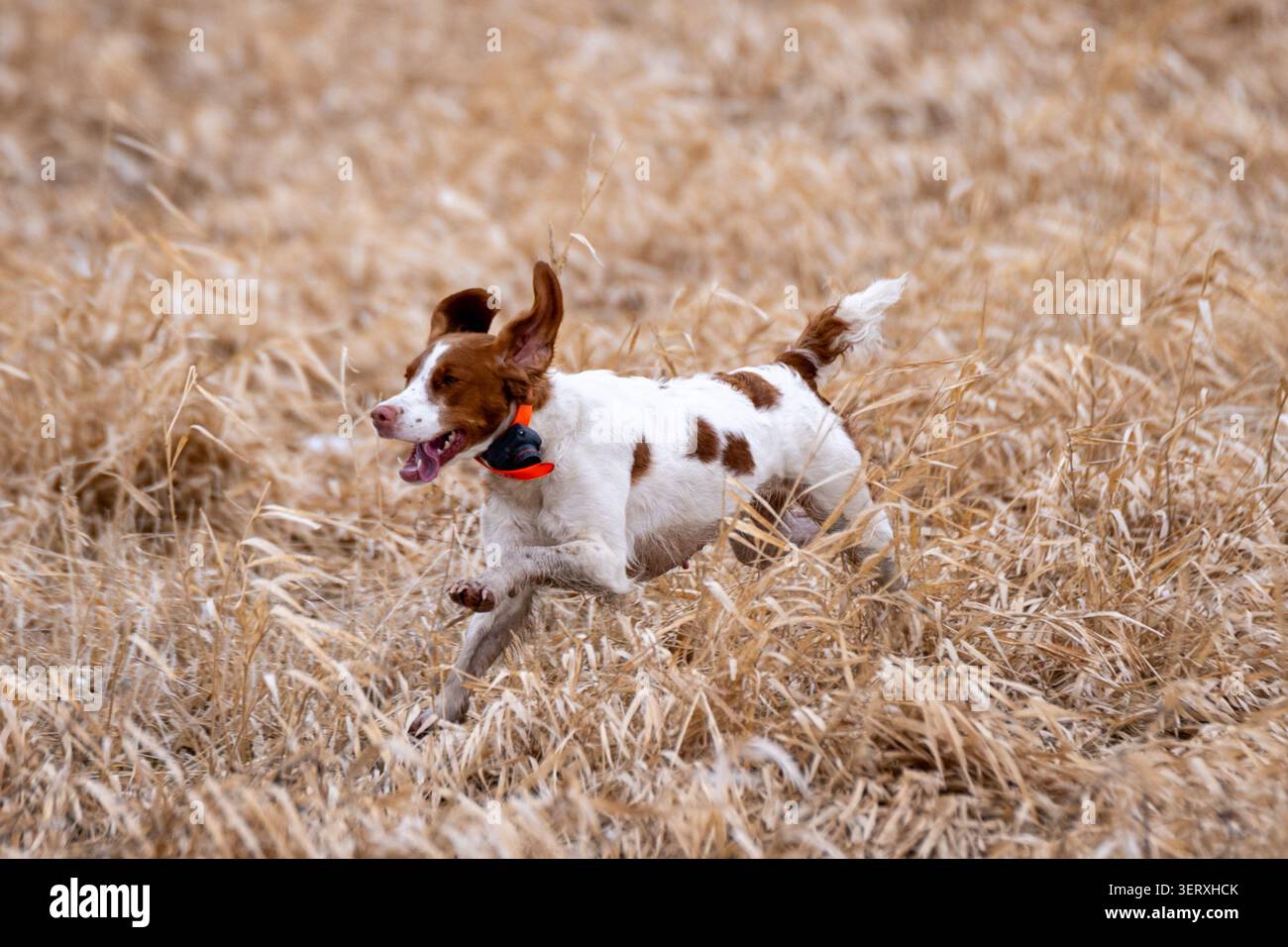 Il cane da caccia Brittany Spaniel con un collare di localizzazione GPS attraversa l'erba della prateria durante una caccia agli uccelli sulle montagne, mostrando atletismo e velocità. Foto Stock