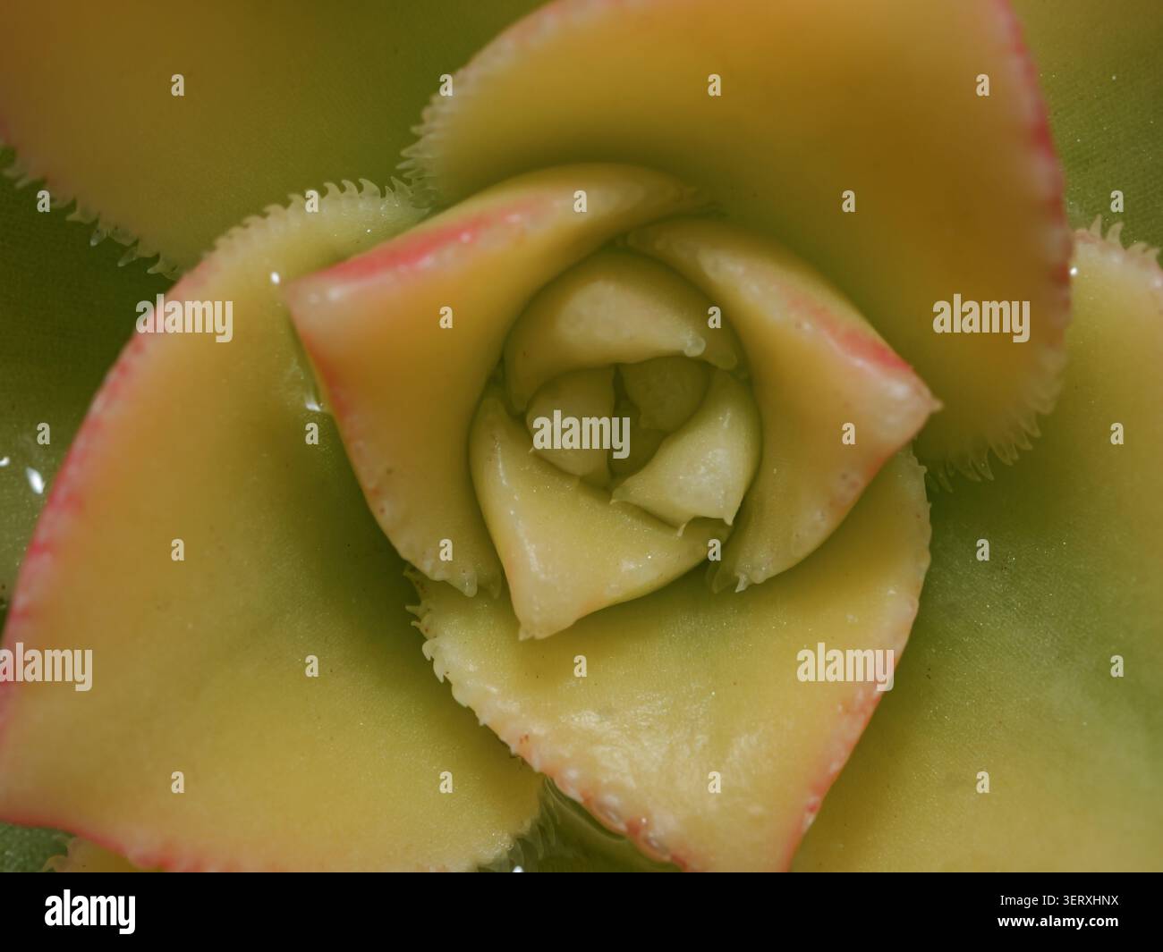 Succulenta rosetta macro con bordi rosa e motivo geometrico, che mostra la consistenza naturale delle piante e i dettagli botanici ravvicinati. Foto Stock