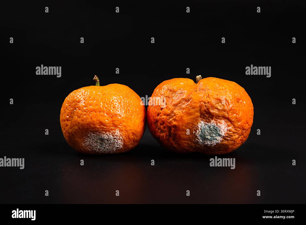 Tre arance con muffa e marciume visibili che illustrano i rifiuti alimentari Foto Stock