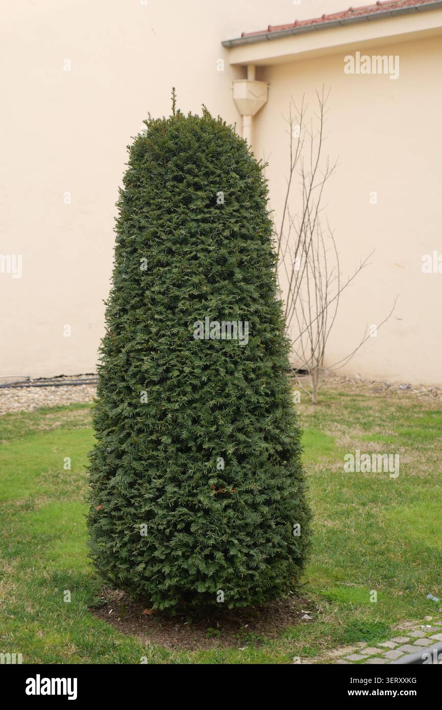 Alto albero verde sorge nel giardino vicino all'edificio Foto Stock