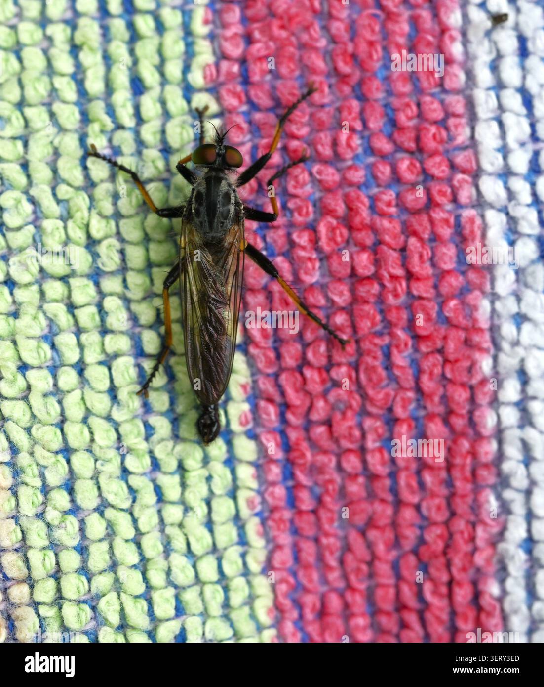 Primo piano di una mosca rapinatrice appoggiata su un tappeto bianco e blu. Foto Stock