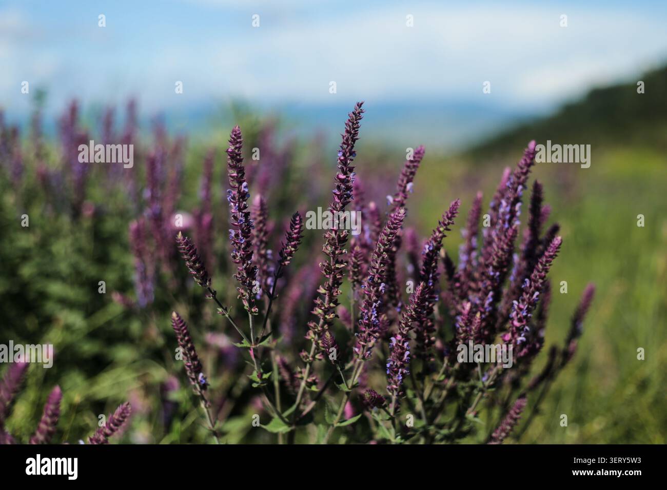 Fiori di salvia selvatica viola con morbido sfondo di montagna Foto Stock