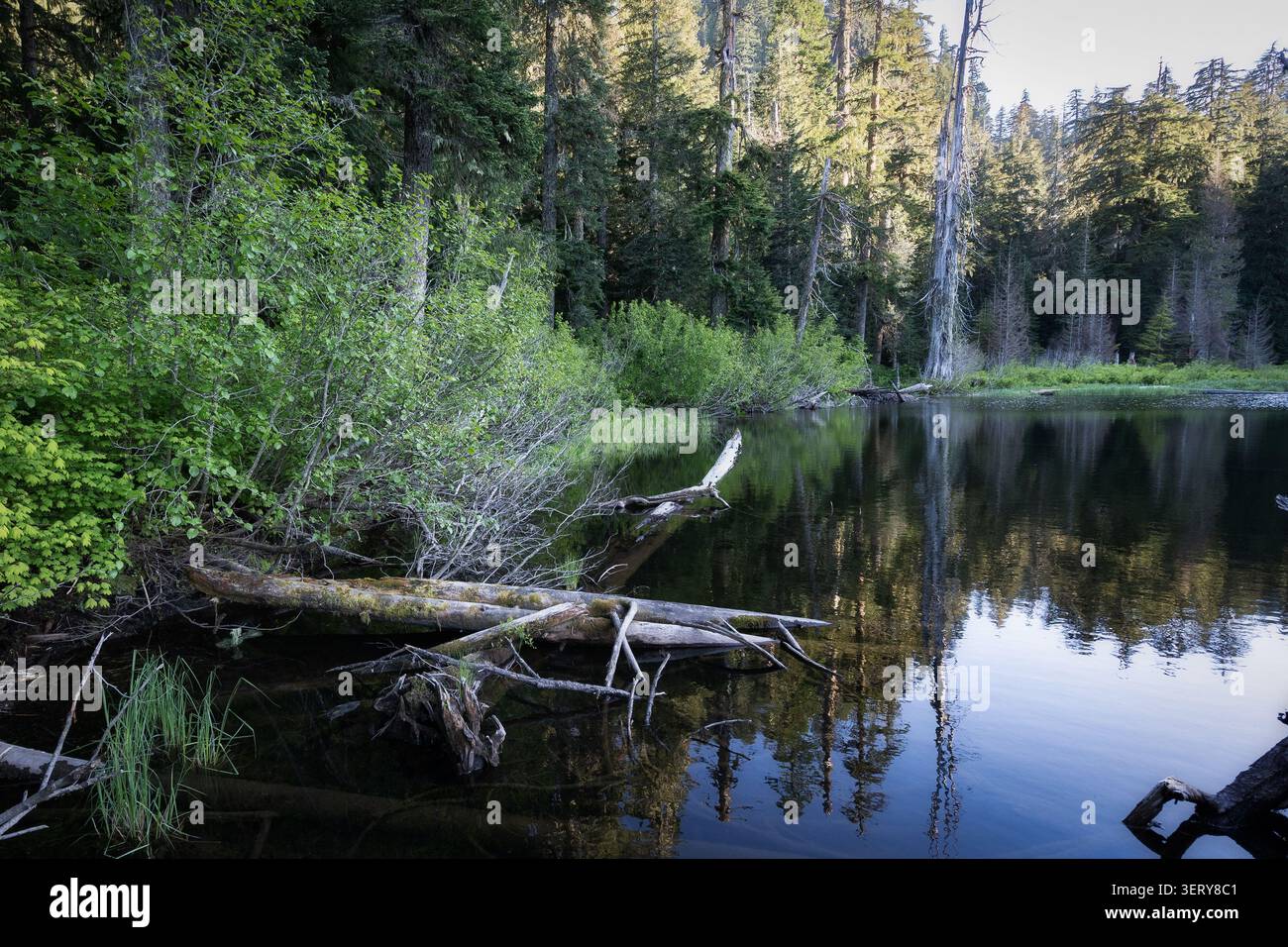 La bellezza dell'incontaminato lago Crabtree in una vecchia foresta intatta sulla terra BLM nella foresta pluviale temperata dell'Oregon Foto Stock
